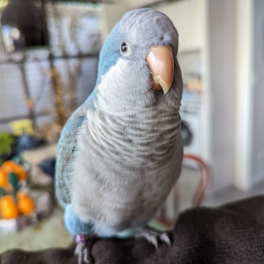 Blueberry Quaker Parrot lost 15 march